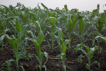 Obraz premium Corn field, the growth of young corn on the field in the morning mist.