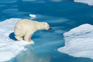 Male Polar Bear (Ursus maritimus) with blood on his nose and leg strating to jump over ice floes and blue water, Spitsbergen Island, Svalbard archipelago, Norway, Europe © Gabrielle