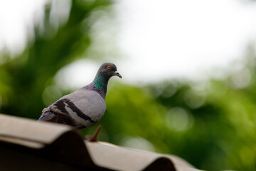 Pigeon on the roof.
