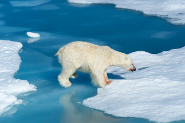 Male Polar Bear (Ursus maritimus) with blood on his nose and leg jumping over ice floes and blue water, Spitsbergen Island, Svalbard archipelago, Norway, Europe © MC Photos