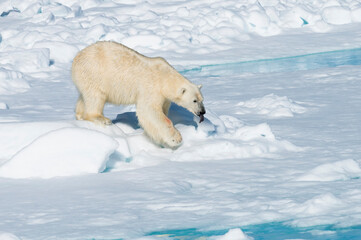 Male Polar Bear (Ursus maritimus) walking over pack ice, Spitsbergen Island, Svalbard archipelago, Norway, Europe