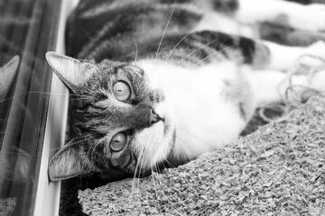 Le regard de la chatte