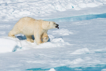 Male Polar Bear (Ursus maritimus) walking over pack ice, Spitsbergen Island, Svalbard archipelago,...