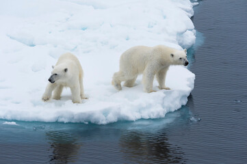 Mother polar bear (Ursus maritimus) with a cub on the edge of a melting ice floe, Spitsbergen Island, Svalbard archipelago, Norway, Europe