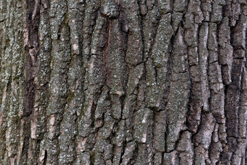 Tree bark close up. Abstract background. Rough textured surface