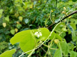 butterfly on a flower