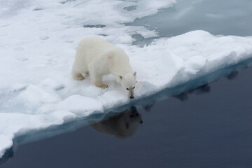 Female Polar bear (Ursus maritimus) at the edge of pack ice, Svalbard Archipelago, Barents Sea, Norway, Arctic, Europe © Gabrielle