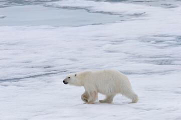 Naklejka na ściany i meble Polar bear (Ursus maritimus), female walking on pack ice, Svalbard Archipelago, Barents Sea, Arctic, Norway