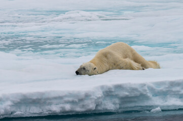 Obraz na płótnie Canvas Polar bear (Ursus maritimus), male stretching on pack ice, Svalbard Archipelago, Barents Sea, Arctic, Norway