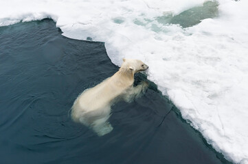 Polar Bear (Ursus maritimus) swimming and getting out of water, Svalbard Archipelago, Norway