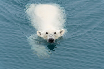 Polar Bear (Ursus maritimus) swimming, Svalbard Archipelago, Norway