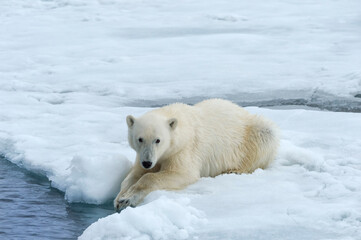 Obraz na płótnie Canvas Polar Bear (Ursus maritimus) on Pack ice, Svalbard Archipelago, Norway