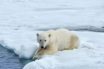 Foto op Canvas Polar Bear (Ursus maritimus) on Pack ice, Svalbard Archipelago, Norway © Gabrielle