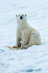 Obraz na płótnie Canvas Polar Bear (Ursus maritimus) inspecting the pole of an expedition ship, Svalbard Archipelago, Norway