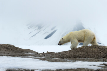 Female polar bear (Ursus maritimus) walking on the ridge of a glacier, Bj&ouml;rnsundet, Hinlopen Strait, Spitsbergen Island, Svalbard Archipelago, Norway