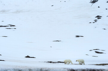 Two yearling polar bear cubs (Ursus maritimus) walking on the ridge of a glacier, Björnsundet, Hinlopen Strait, Spitsbergen Island, Svalbard Archipelago, Norway
