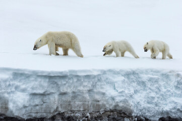 Female polar bear (Ursus maritimus) followed by two yearling cubs walking on the ridge of a glacier, Björnsundet, Hinlopen Strait, Spitsbergen Island, Svalbard Archipelago, Norway