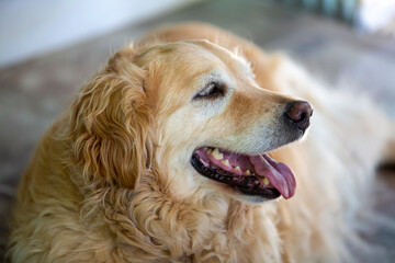 Fototapeta premium Golden retriever dog in the garden