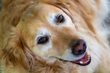 Golden retriever dog in the garden