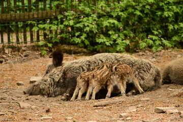Wildschweinfamilie
