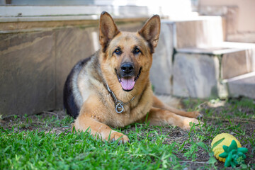 German wolf dog, pet animal