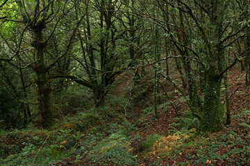 Forest on Fervenza de Ferveda trail near Escuadro,Castile and Leon,Spain,Europe
