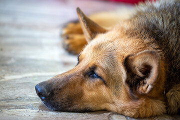 German wolf dog, pet animal
