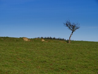Lone tree in the countryside