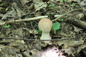 
Amanita mushroom gray-pink growing in a summer forest