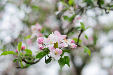 Obraz na płótnie Canvas flowering apple tree in spring