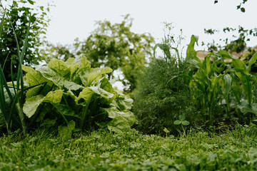 Salad, green onion and dill growing on a garden bed after rain