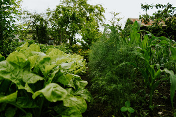 Salad and dill growing on a garden bed after rain