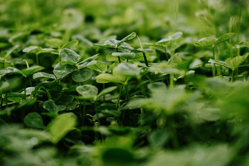 Green leaves of clover macro shot