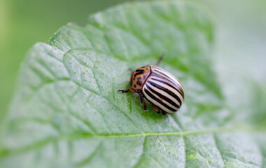 Colorado potato beetle on a potato leaf. A pest that was once potato.