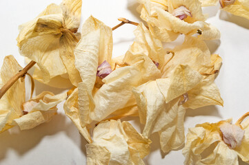 yellow Orchid Phalaenopsis oil painting perspective, paint dry delicate flowers and petals, pressed isolated on a white background notes of art flower arrangement