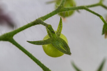 Close-up of tomato plants in the garden