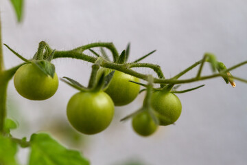 Close-up of tomato plants in the garden