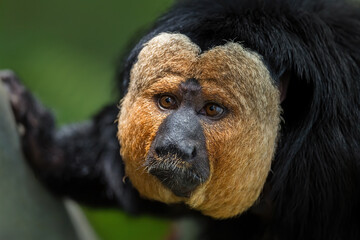 Guianan Saki - Pithecia pithecia, beautiful rare shy primate from South American tropical forests, Brazil.