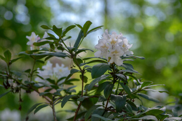 Rhododendron Madame Masson white flowers with yellow dots in bloom, flowering evergreen shrub, green leaves