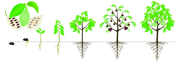 Cycle of growth of asimina triloba the pawpaw plant on a white background.