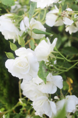 Obraz premium rose bianche rampicanti 