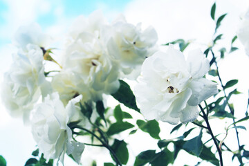 white flowers on blue sky background