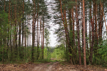 Forest pine trees in spring. Pine forest landscape. Forest scene. Spring forest