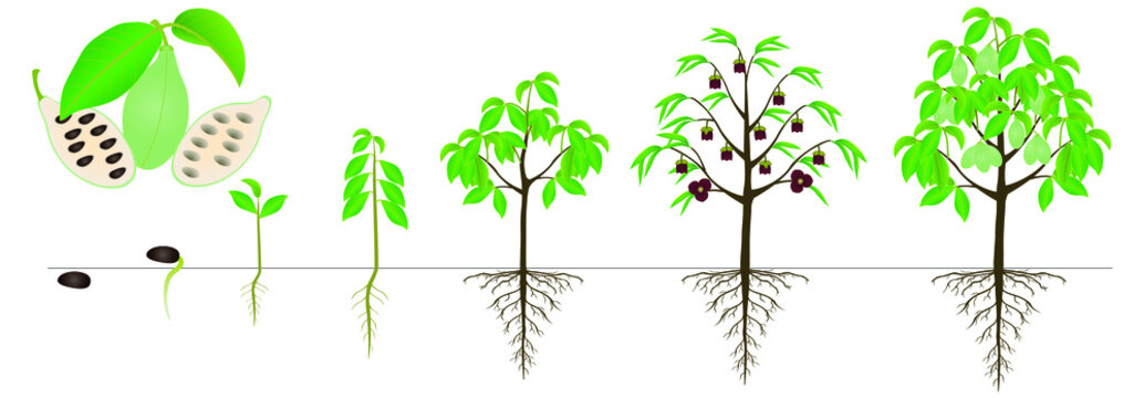 Cycle of growth of asimina triloba the pawpaw plant on a white background.