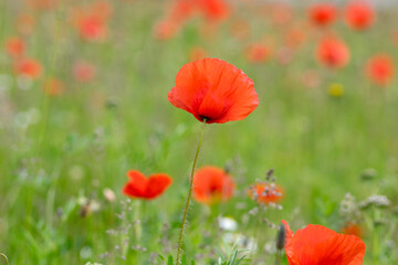 Papaver rhoeas common poppy seed bright red flowers in bloom, group of flowering plants on meadow, wild plants