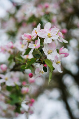 Fototapeta na wymiar flowering apple tree in spring