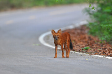 Asian Wild Dog or Dhole ,Reddish brown or gray-brown hair Bushy tail, long bush Live in dense forests Living in a flock at dawn and blazing