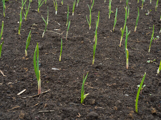 Small green onion sprouts on a bed of black earth, side view.