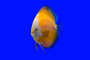 Yellow pompadour or Discus fish on blue background