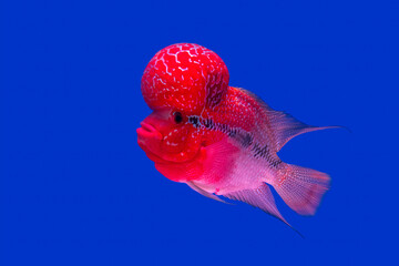 Red pearl cichlid flowerhorn cross breed fish on blue background